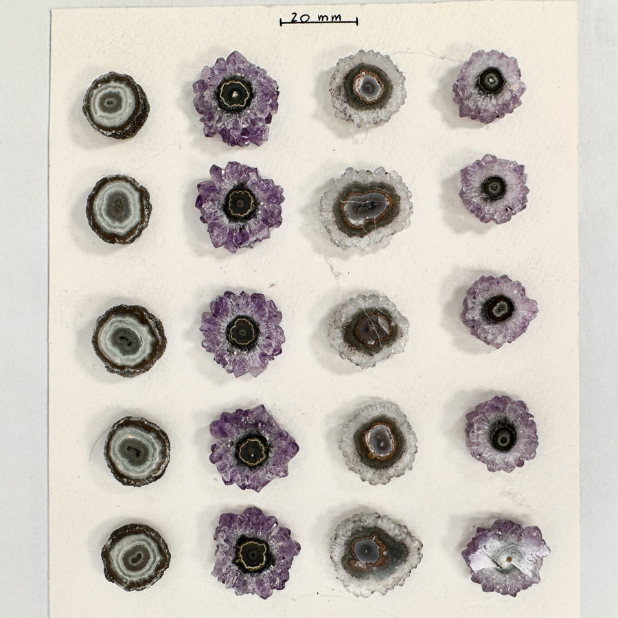Amethyst-Stalaktiten-Scheiben mit radialer Kristallstruktur und violetter Farbzone