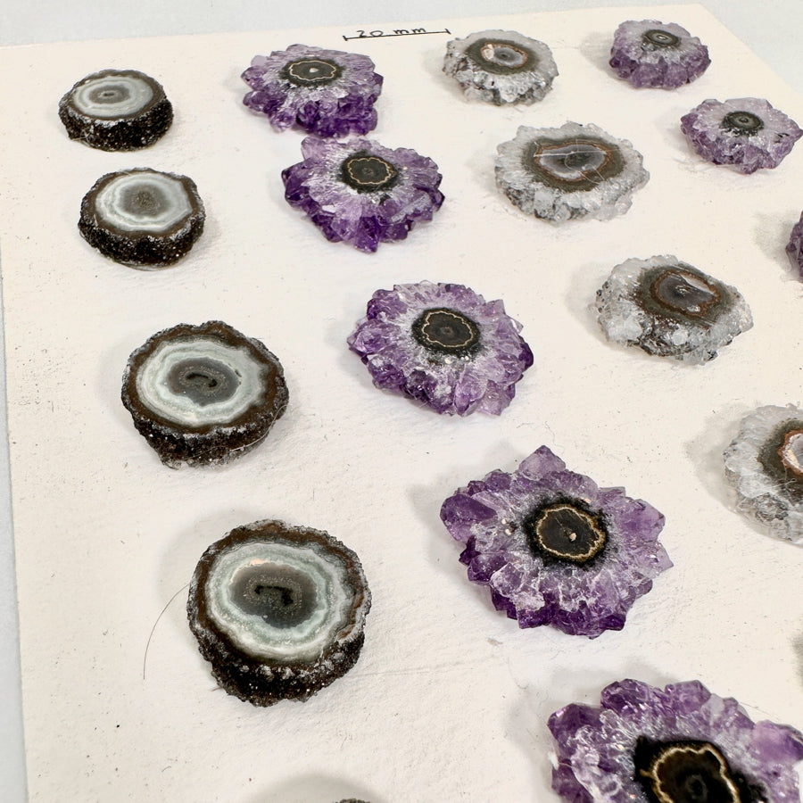 Amethyst-Stalaktiten-Scheiben mit radialer Kristallstruktur und violetter Farbzone