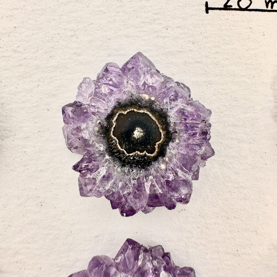 Amethyst-Stalaktiten-Scheiben mit radialer Kristallstruktur und violetter Farbzone