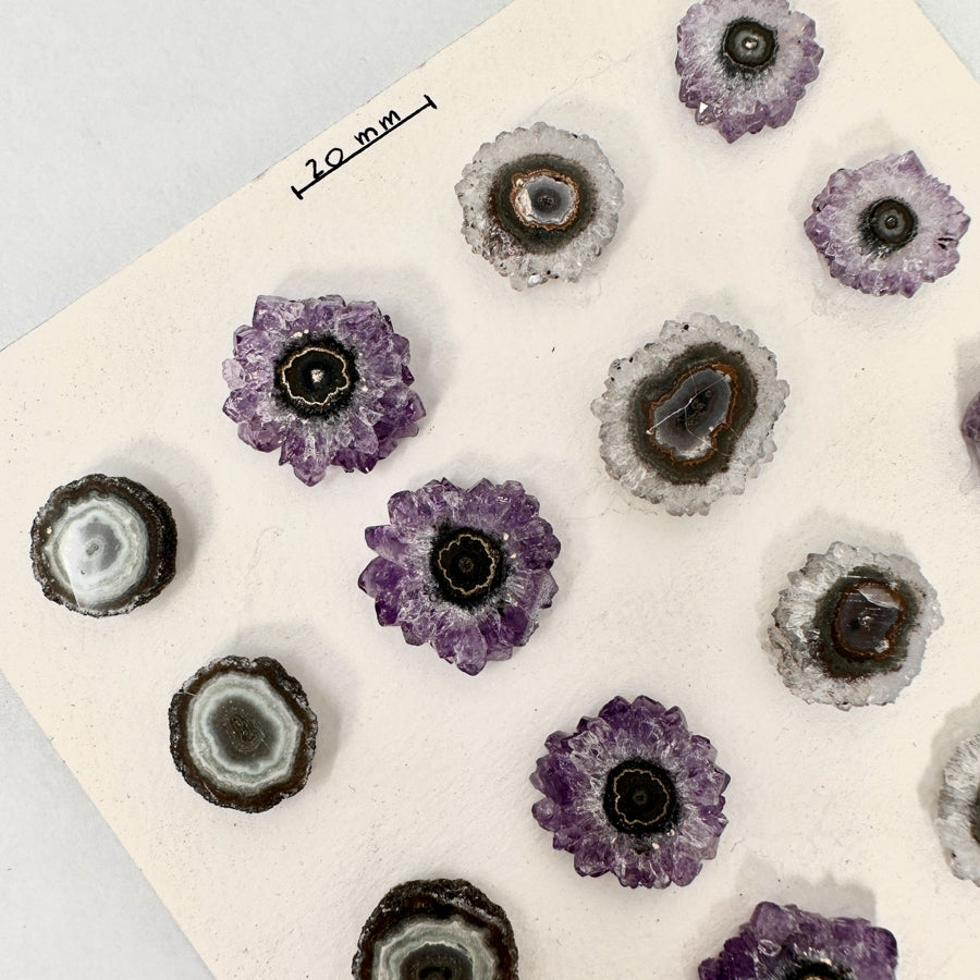 Amethyst-Stalaktiten-Scheiben mit radialer Kristallstruktur und violetter Farbzone